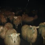 counting-sheep-doesnt-work-v0-6s9hqs8t60gh1