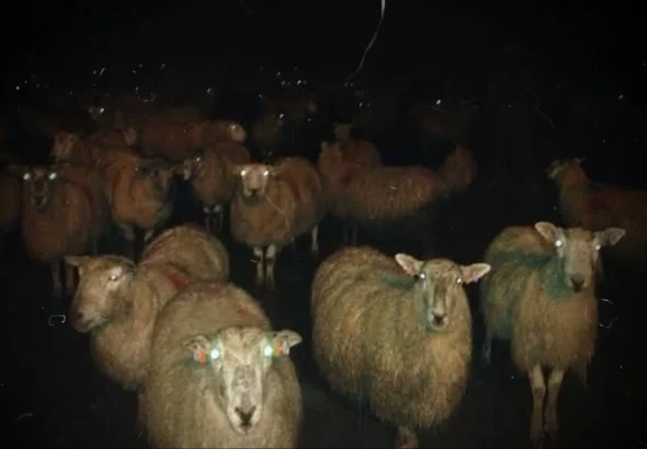 counting-sheep-doesnt-work-v0-6s9hqs8t60gh1
