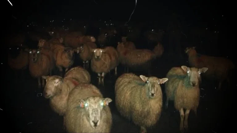 counting-sheep-doesnt-work-v0-6s9hqs8t60gh1
